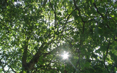 Writing In the Shade of Trees, Where it all Began