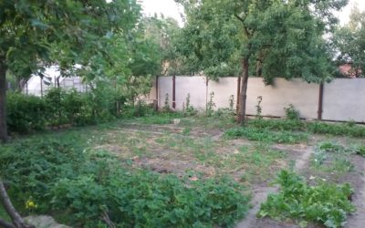 Natalia’s Garden Before the Invasion & War & Update on Joseph the Cat of International Fame in Chernihiv, Ukraine – Сад Наталії перед вторгненням і війною, оновлена інформація про Йосипа, кота міжнародної слави, в Чернігові, Україна