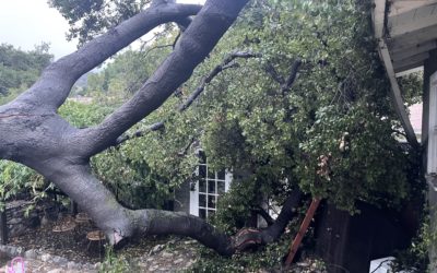 The Sad Thing is That I’ve Lost my Ability to Write Under the Shade of Trees…It’s Like Losing an Old Friend.  I Mourn the Loss of That Beautiful Majestic Oak tree.  And the Shade it Brought…and the Joy it Brought.