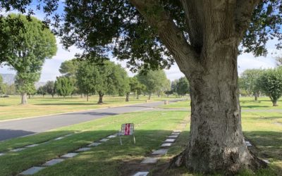 A Long Lament that I Wrote in the Cemetery, as Thanksgiving Approached, as I Sat in the Shade of a Tree near the Grave of my Parents, Turned into a Hymn of Praise and Thanksgiving when the Lord Bade Me to be Still. 